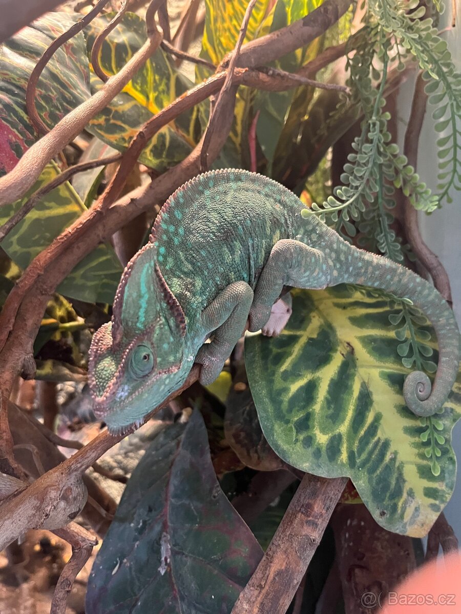 CHAMELEONI JEMENSKÝ HOLKA/KLUK + TERÁRIUM - 4