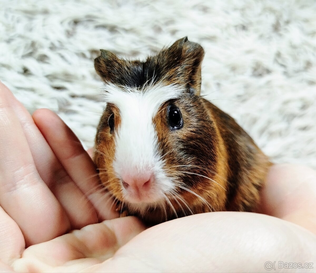 Morče, Morčata, Morčátko, Morčátka - JACOB A JAMES - 4