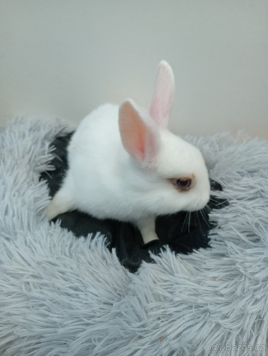 Zakrslý králíček I4 - 4