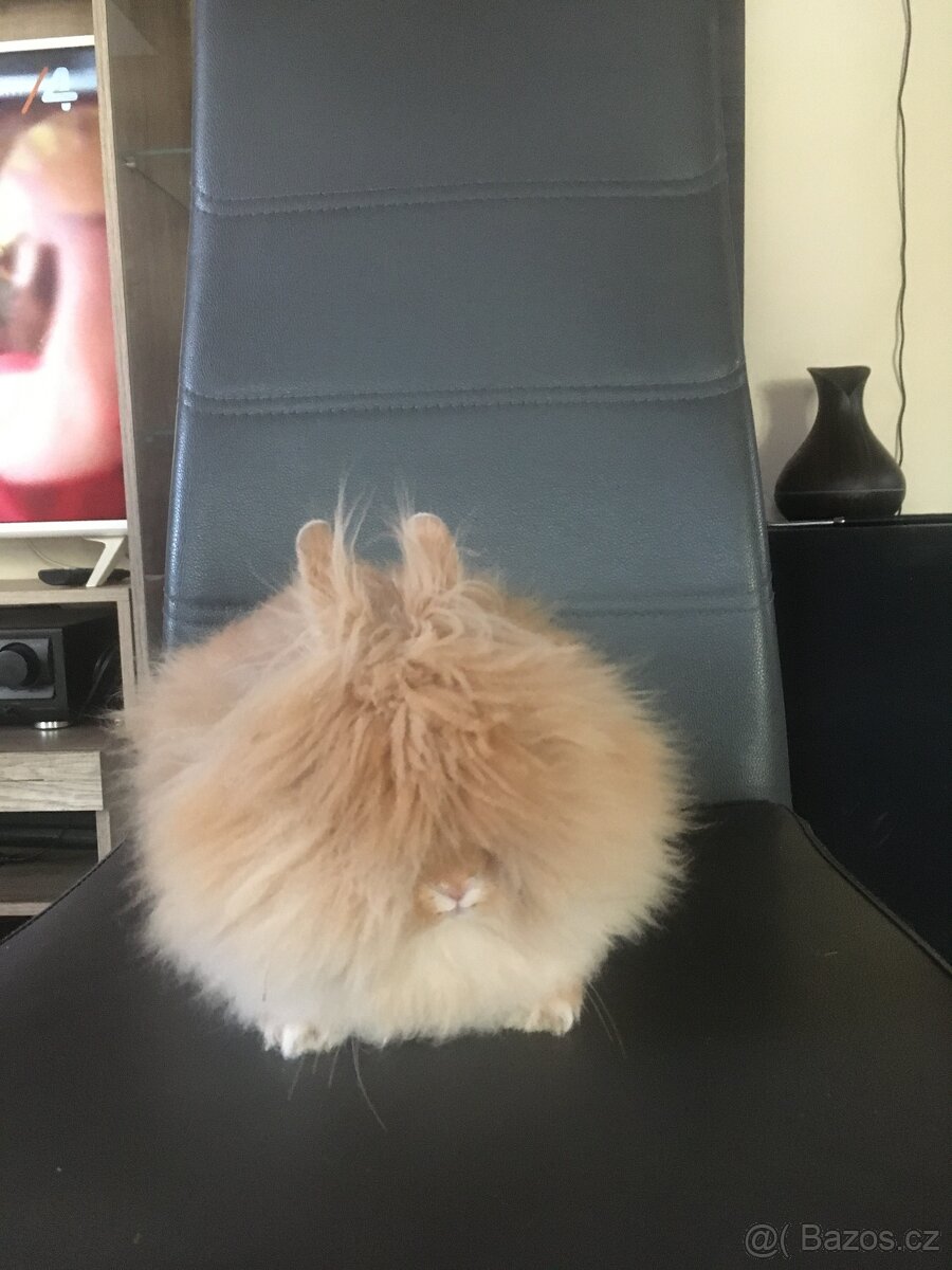 Zakrslý teddy dlouhosrstý - mláďata - 4