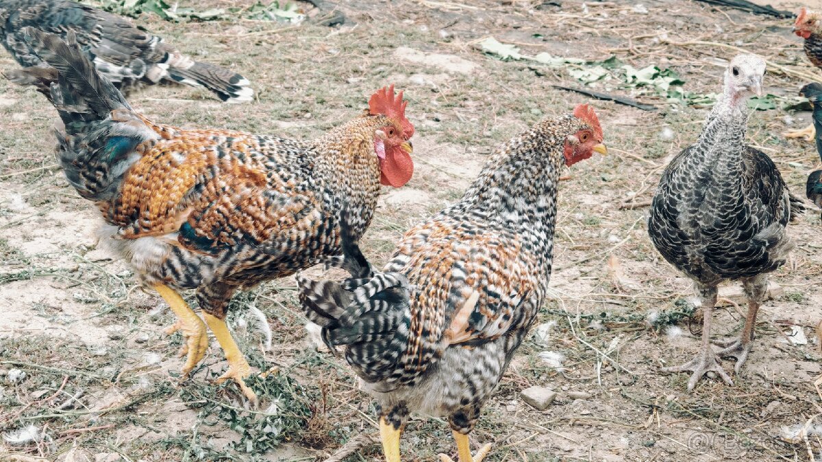 Mladí kohouti cream legbar/marans - 4