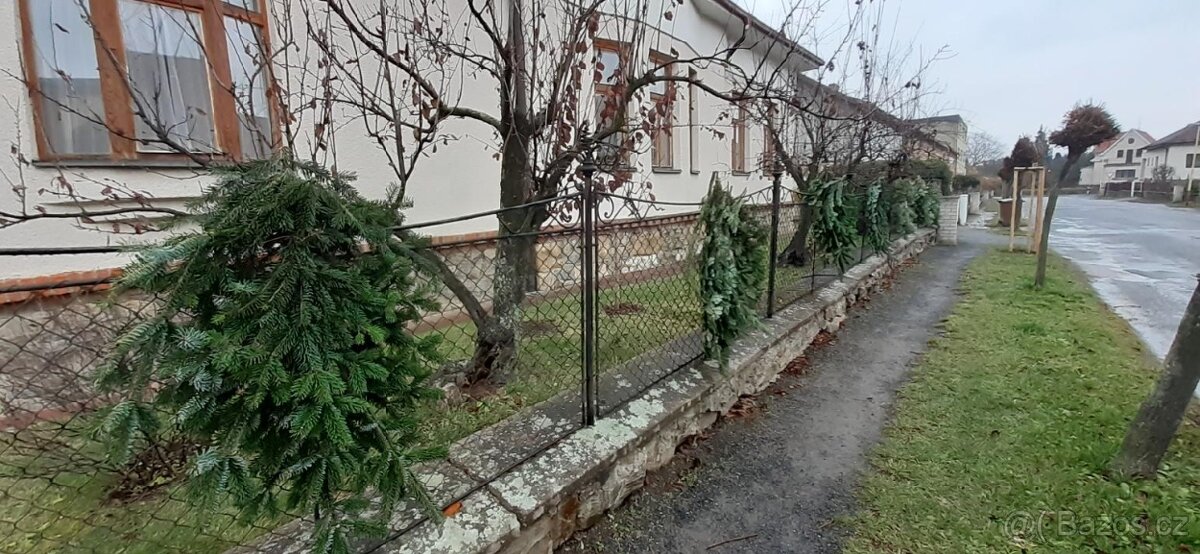 Jedlová chvoj / chvojí / klest - 4