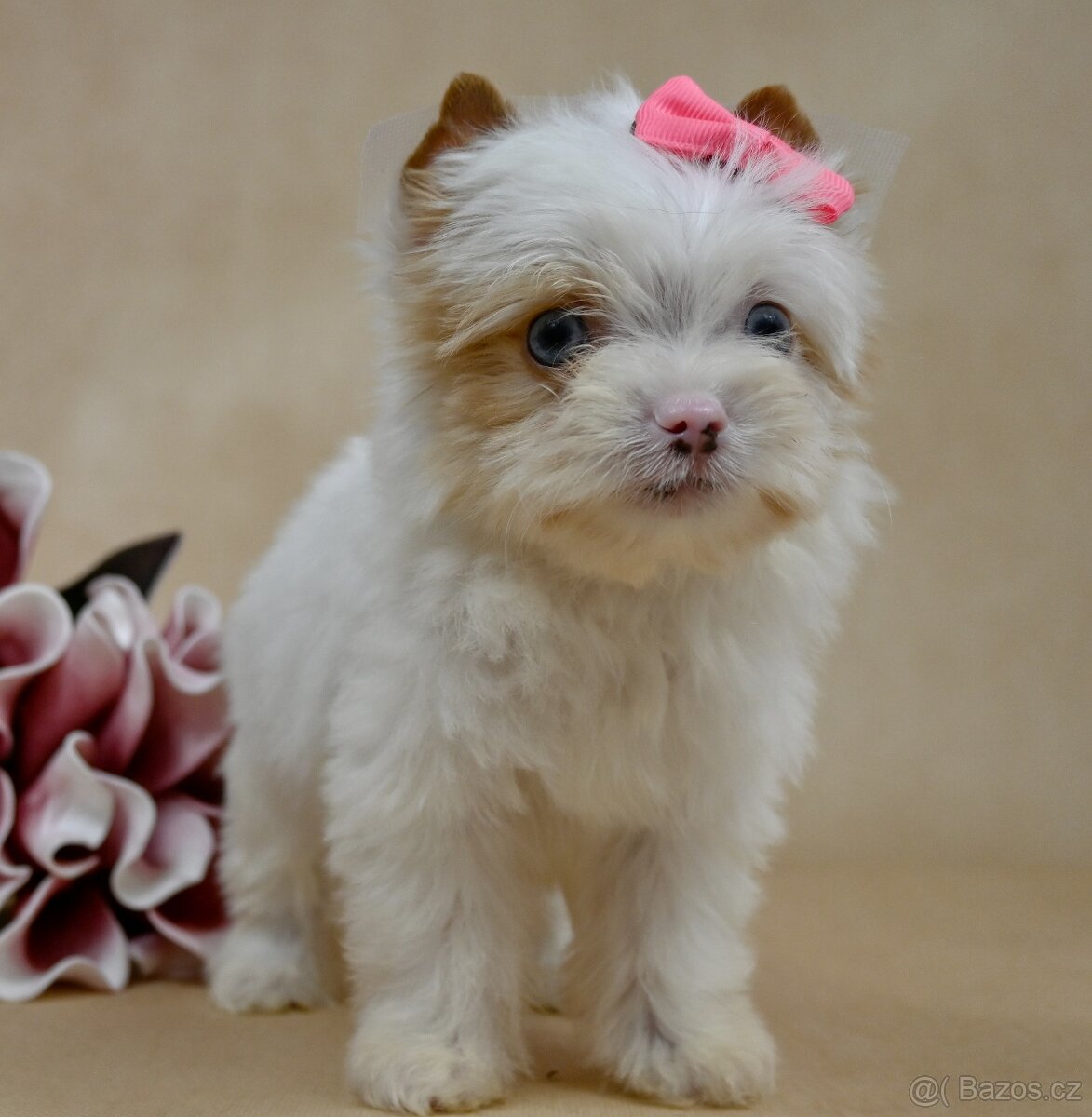 Jorkšírský teriér-biewer,golddust,choco s PP - 4