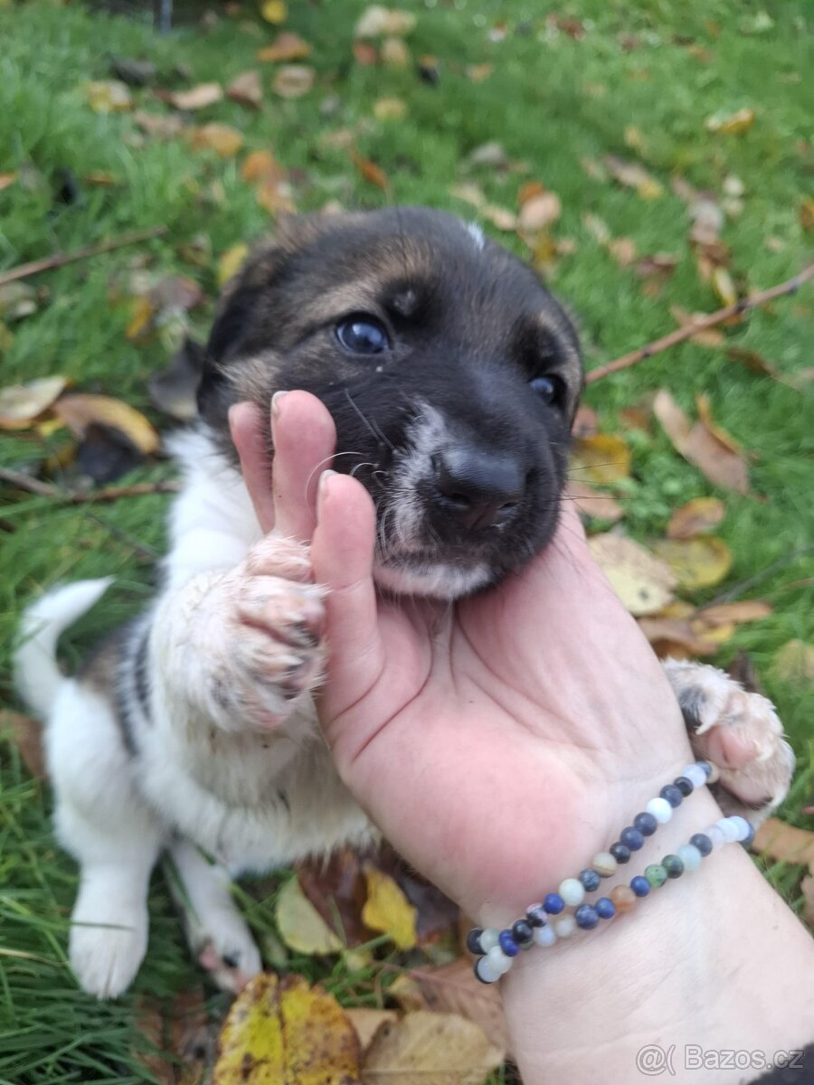Šťěňata kříženců - 4