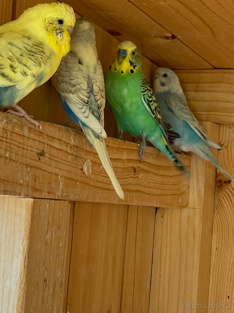 Prodám mladé andulky - 4