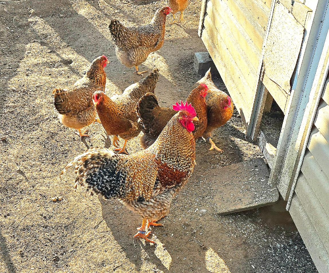 Bielefeldka, násadová vejce + kuřátka - 4