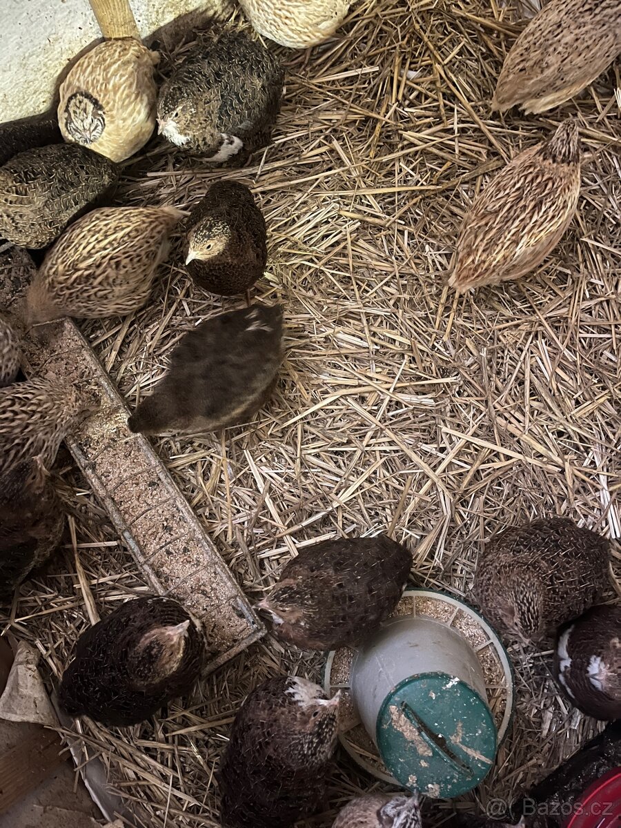 Křepelky - kohoutci - 4