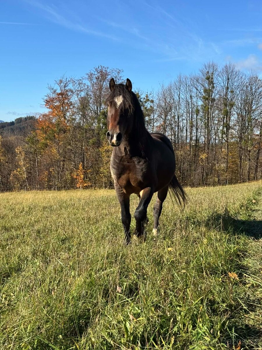 Připouštění Welsh Cob D - 4