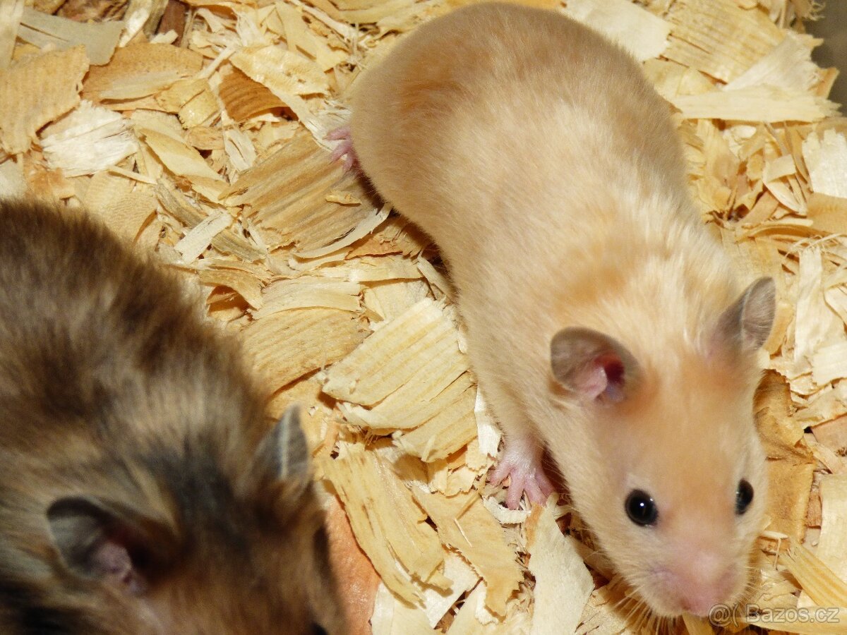 Křeček syrský - 4