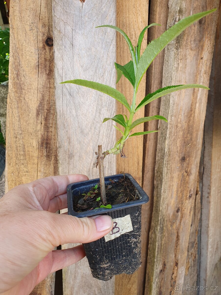 Motýlí keř bílý - 4