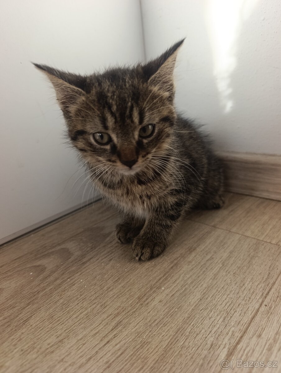 Koťátka k odběru - 4