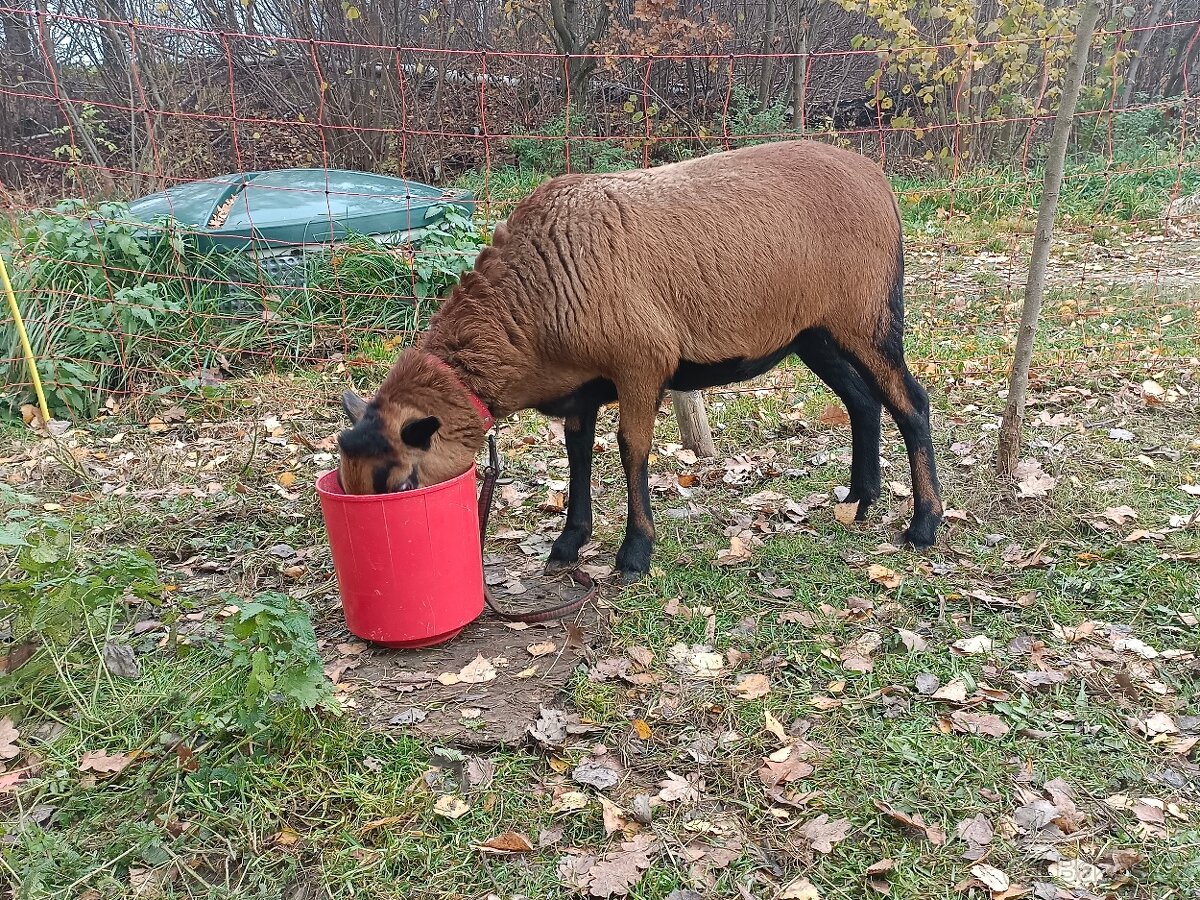 Ovce Kamerunská - 4