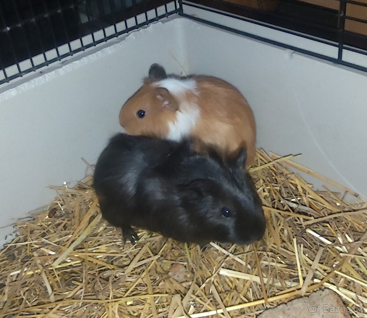 morče, morčátko - 4