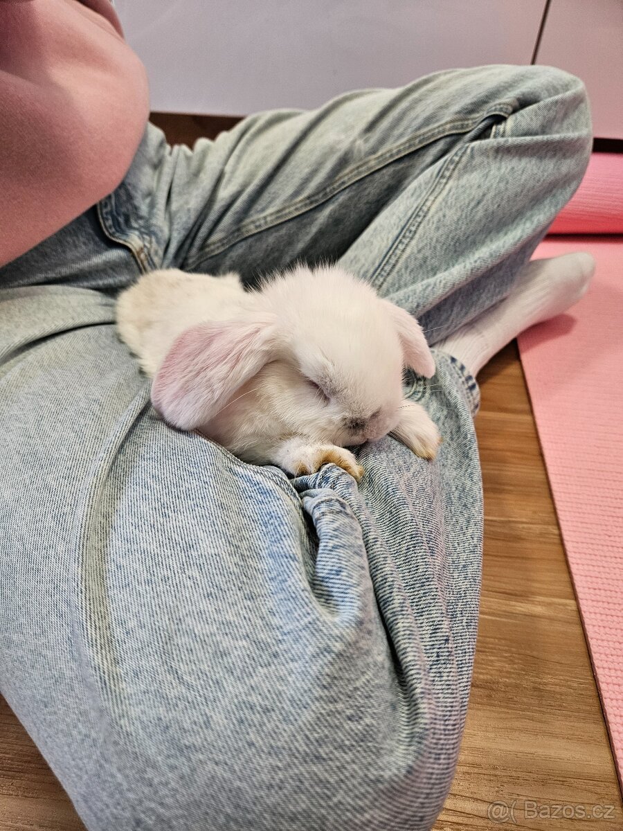 Zakrslý králík - 4