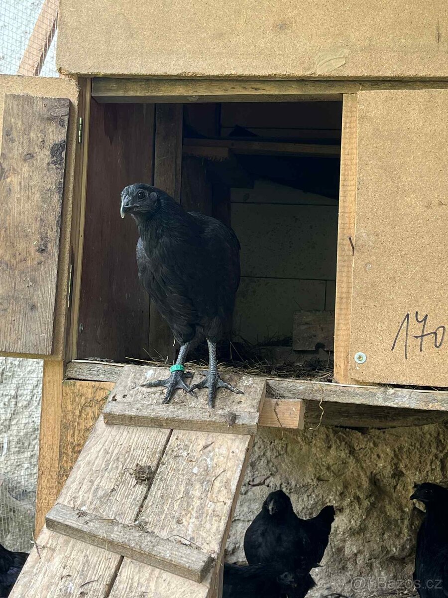 NV, kuřata Ayam Cemani - 4