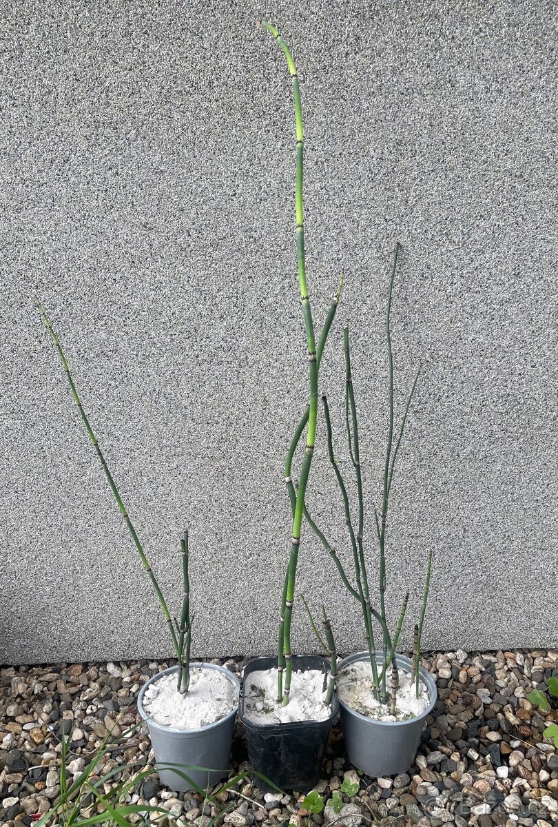 Přeslička japonská - 4