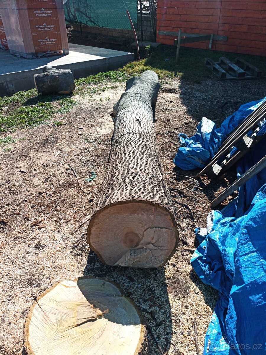 Prodám kmen ořechu - 4