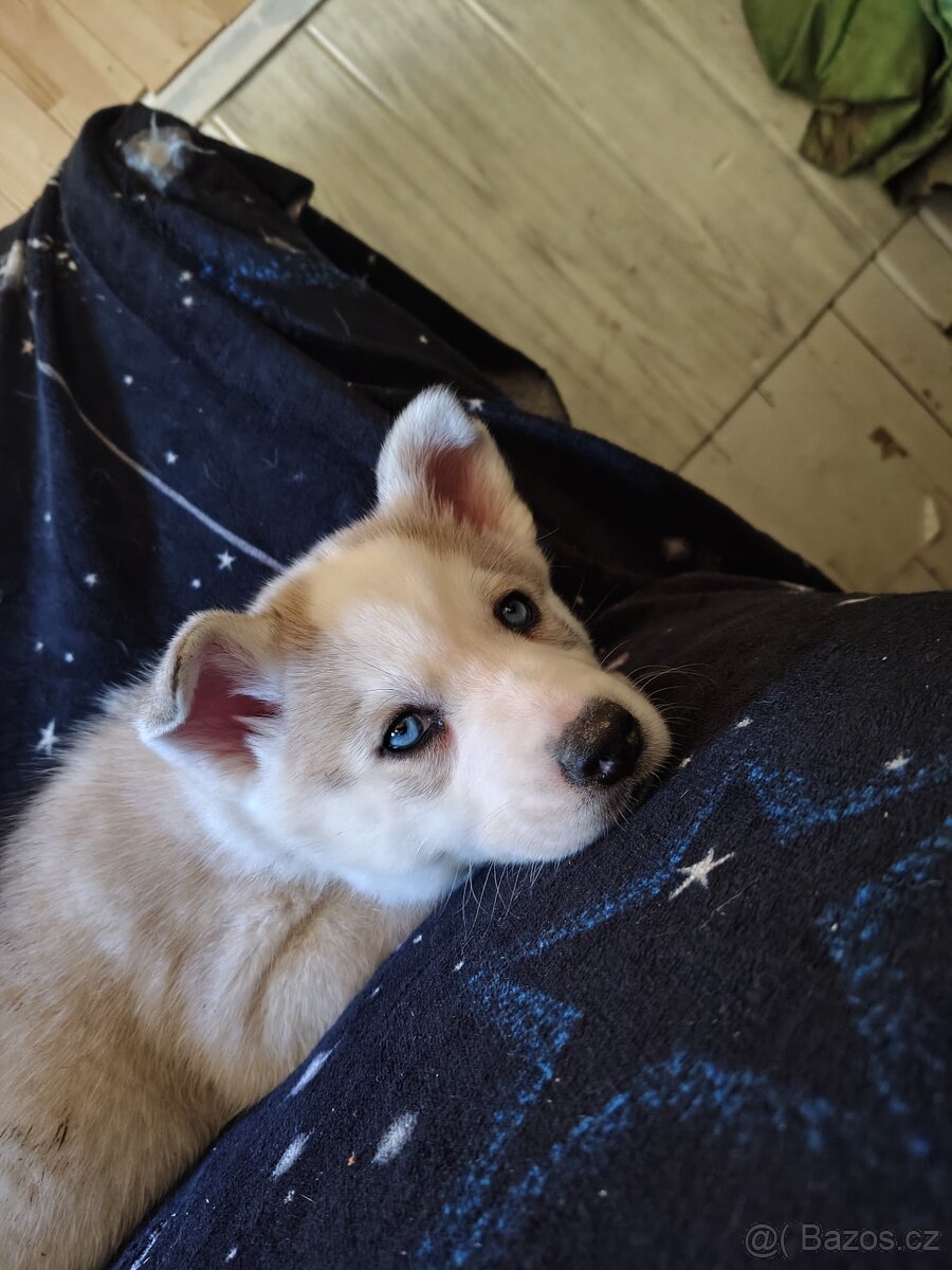 Husky štěňata - 4