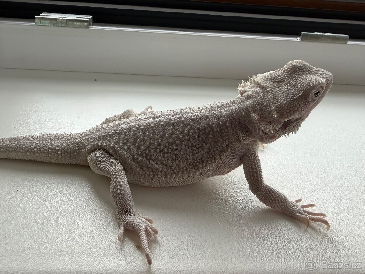 Agama vousatá hypo zero - 4