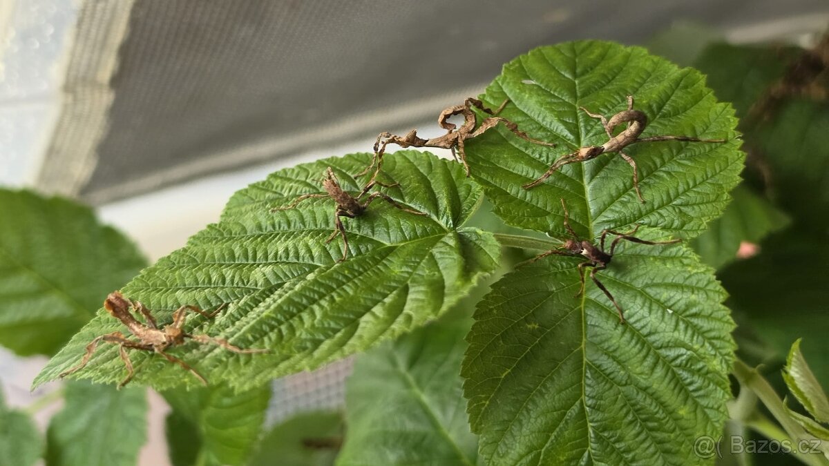 Strašilka australská - Extatosoma tiaratum - 4