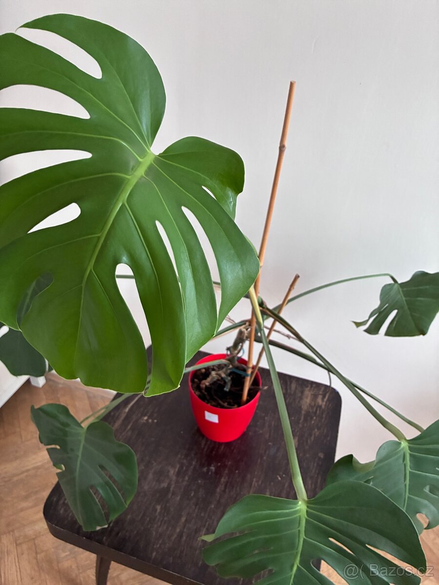 Středně velká monstera 4 - 4