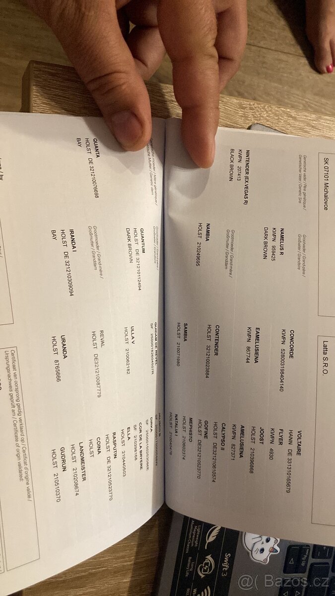 Zangersheide kobyla - 4