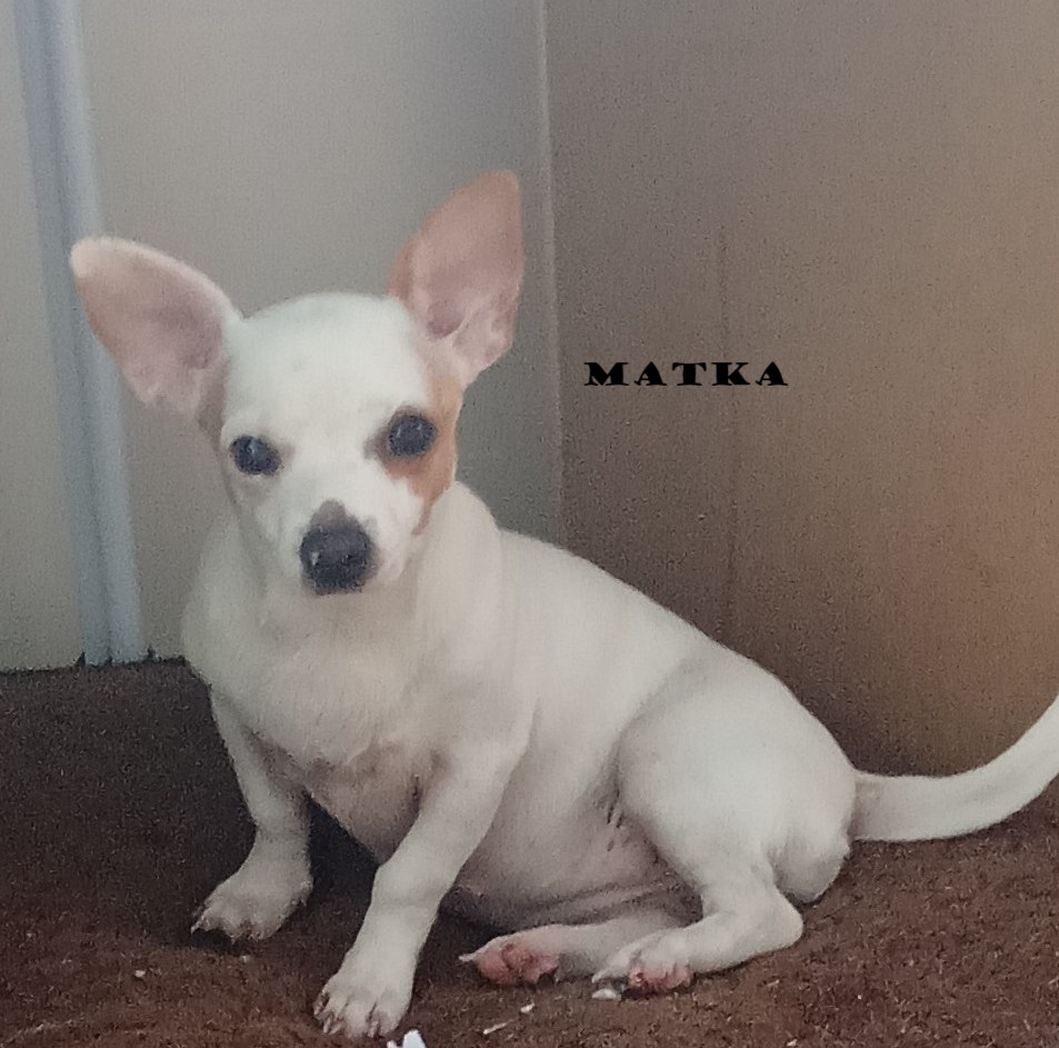 Prodám štěně psa čivavy krátkosrsté - 4