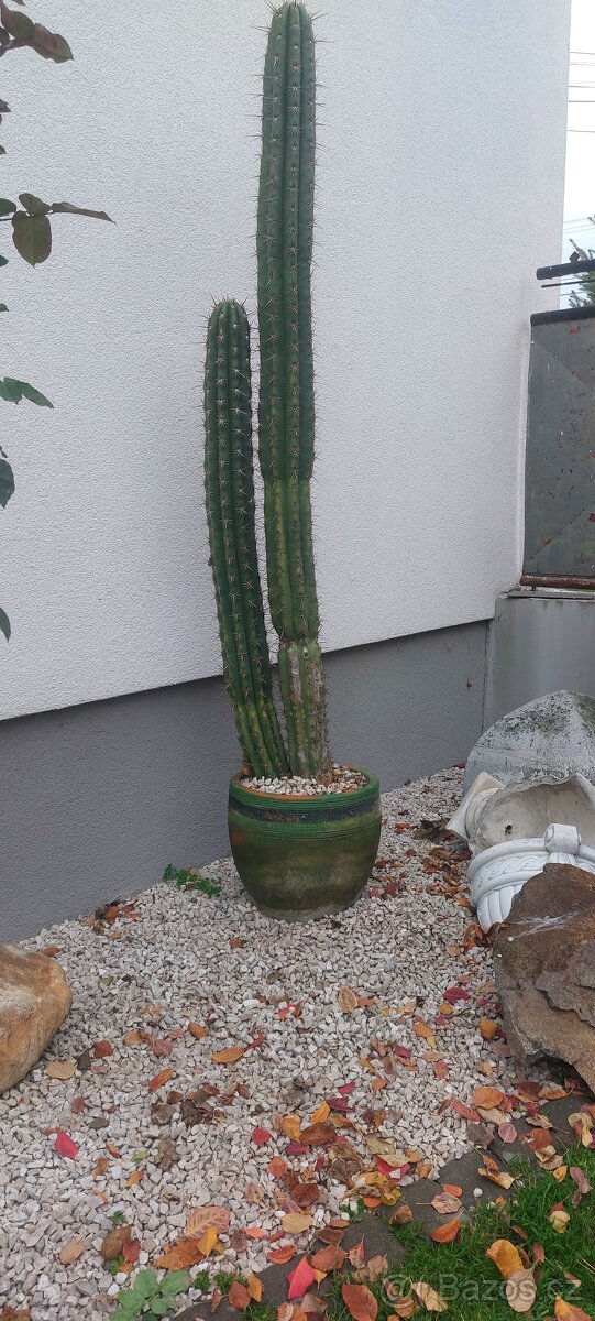 Predaj nádherný veľký kaktus - 4
