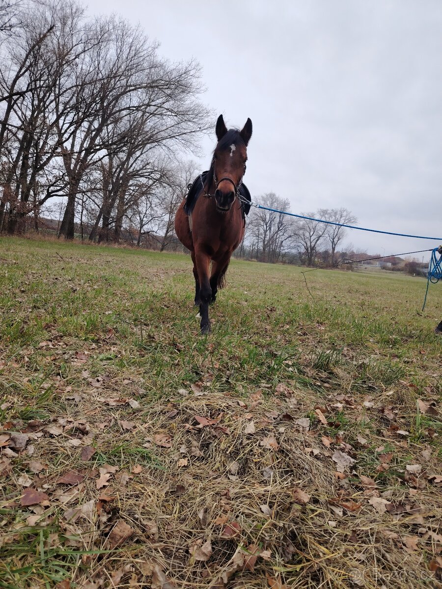 Docházka ke koním - 4