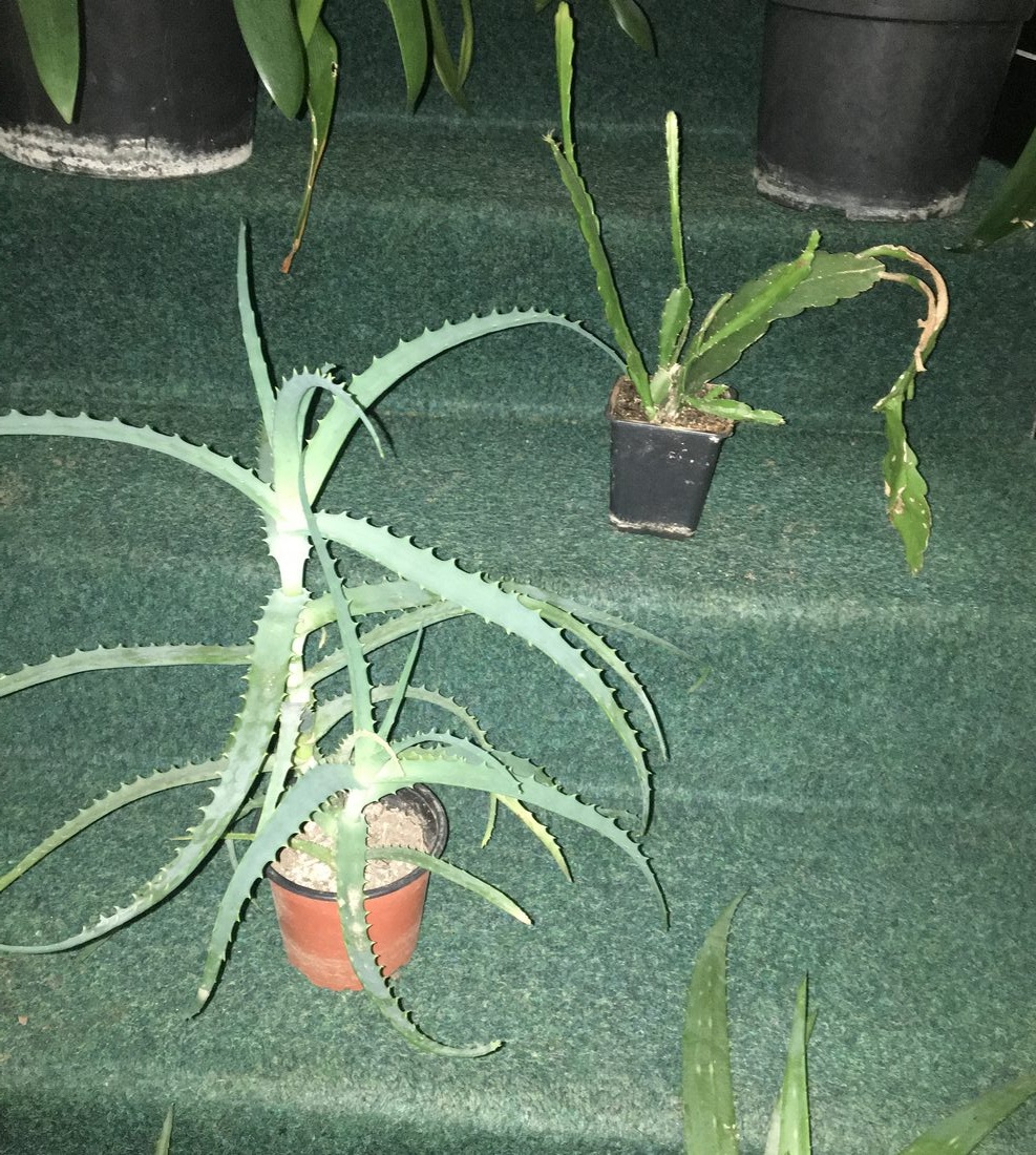 pokojové kytky č.4 - 4