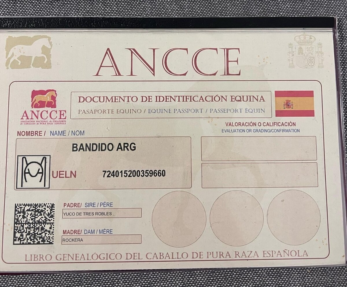 HŘEBEC - Pura Raza Española - 4
