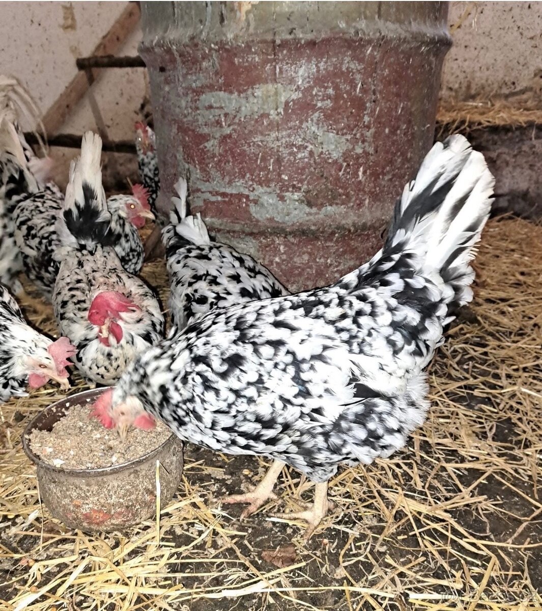 Nasadová vajíčka vlaška exchequer. - 4