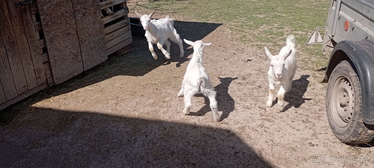 Prodej kůzlat - 4