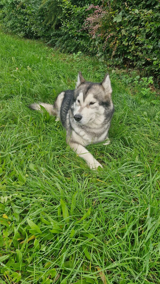 Prodám 3letou fenu aljašského malamuta - 4