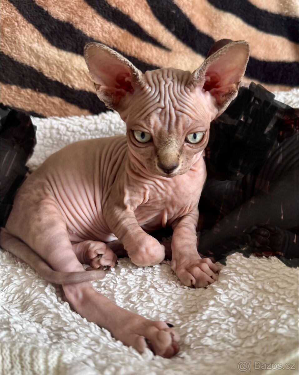 Koťata Sphynx-Elf-Strike - 4