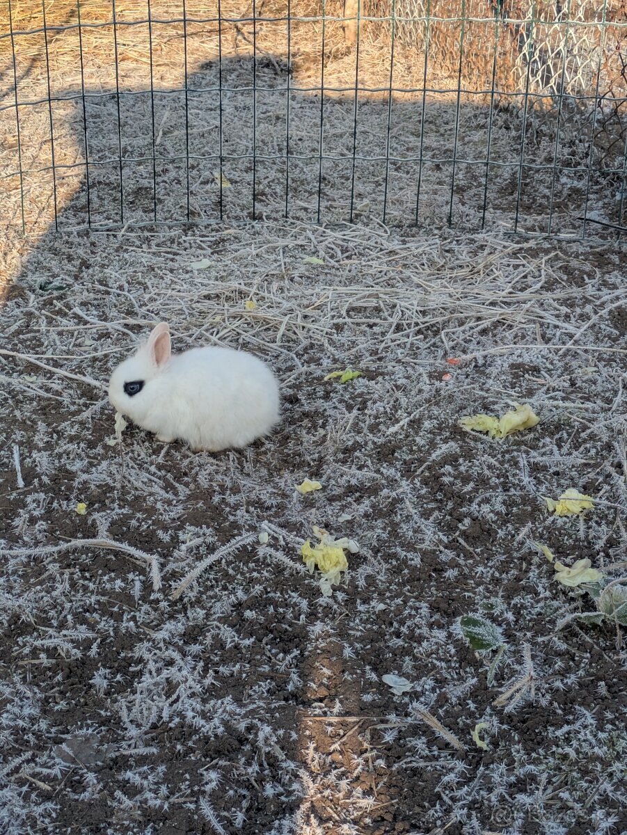 Teddy králík, zakrslý králík Teddy, zakrslý králík - 4