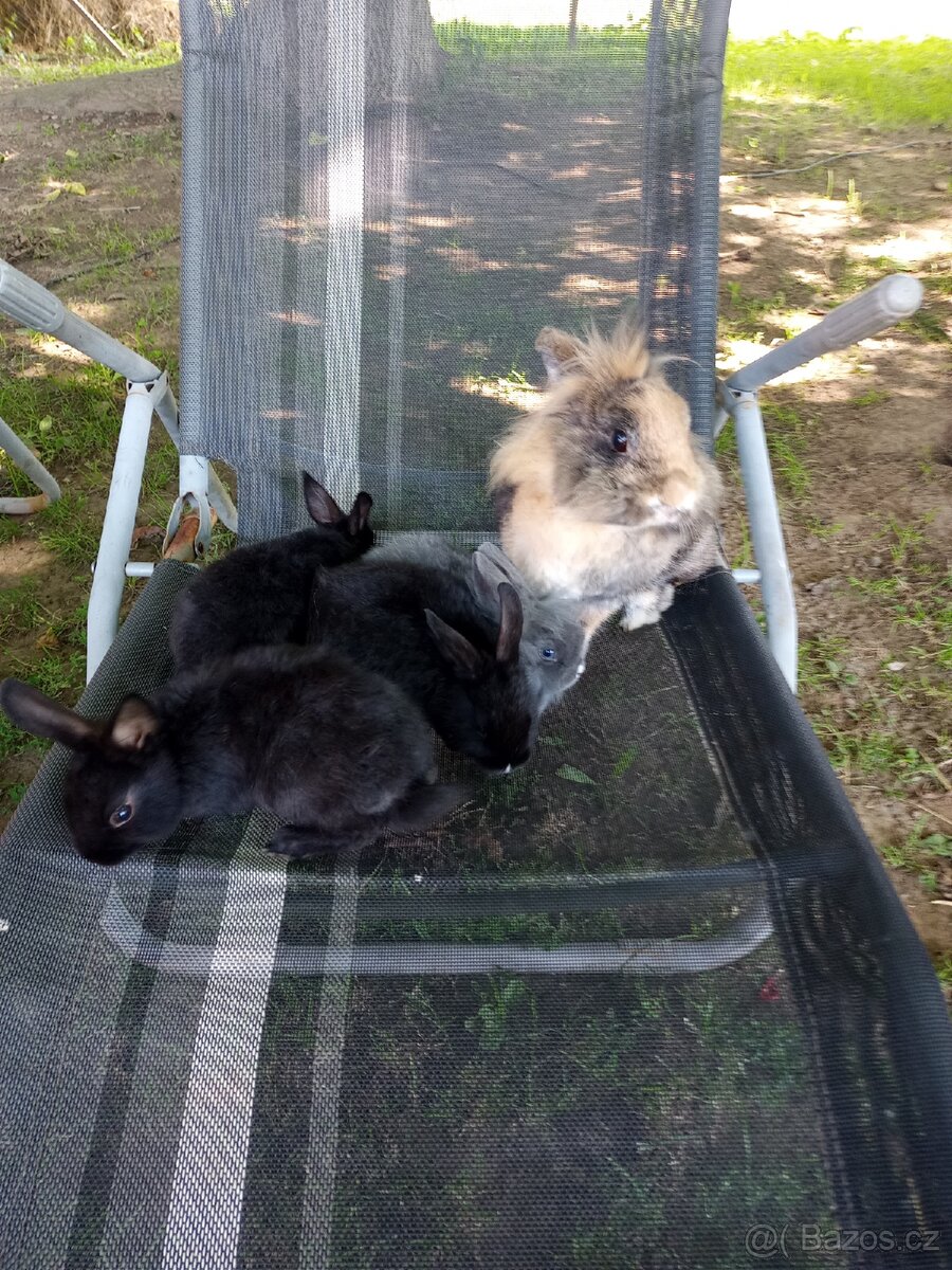 Zakrslý králík mládě - 4