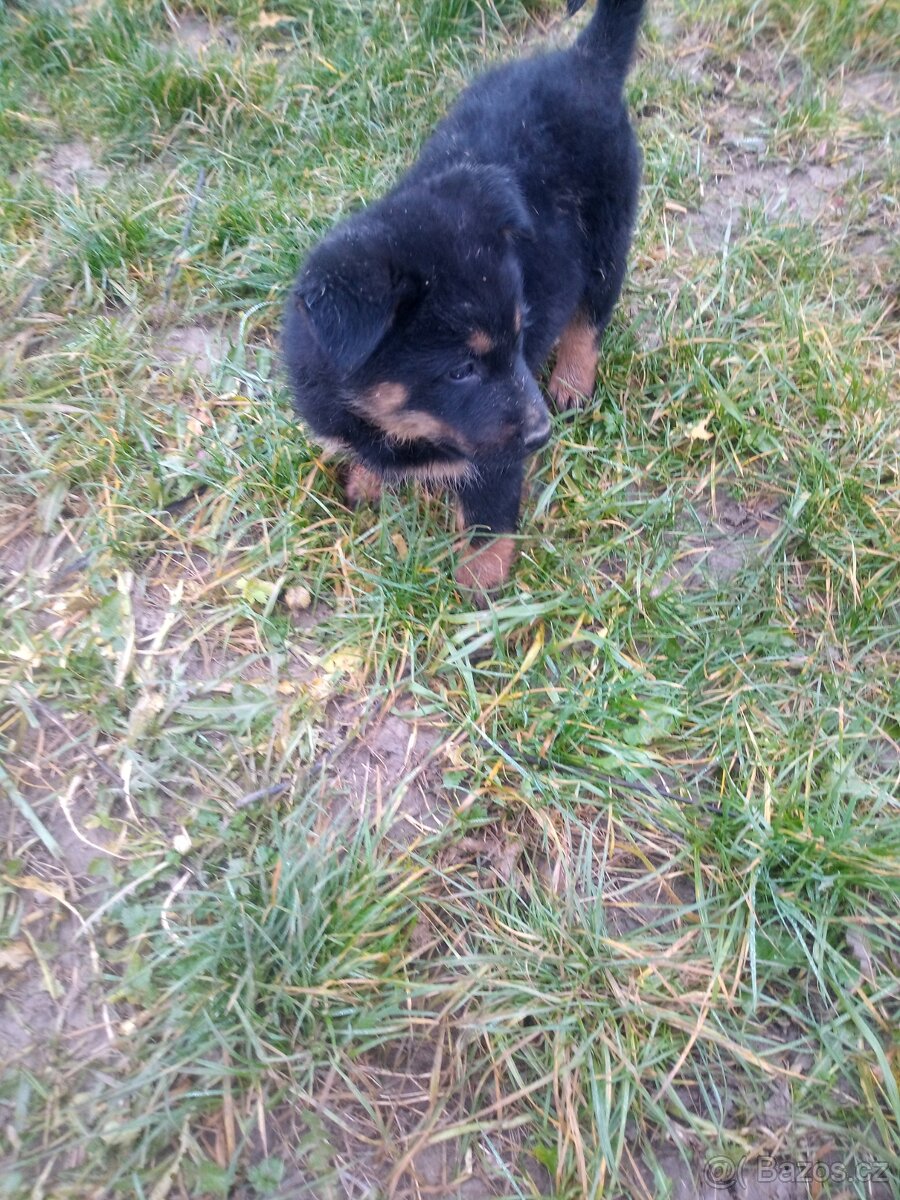 Chodský pes kříženec - 4