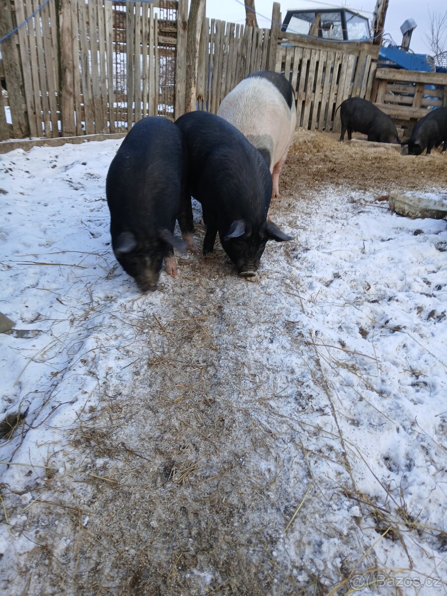 Prodám selata - 4