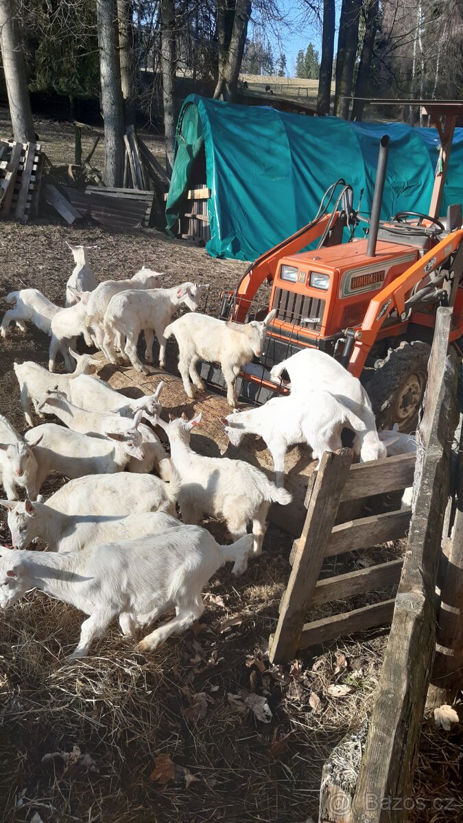 PRODÁM KOZIČKY - 4