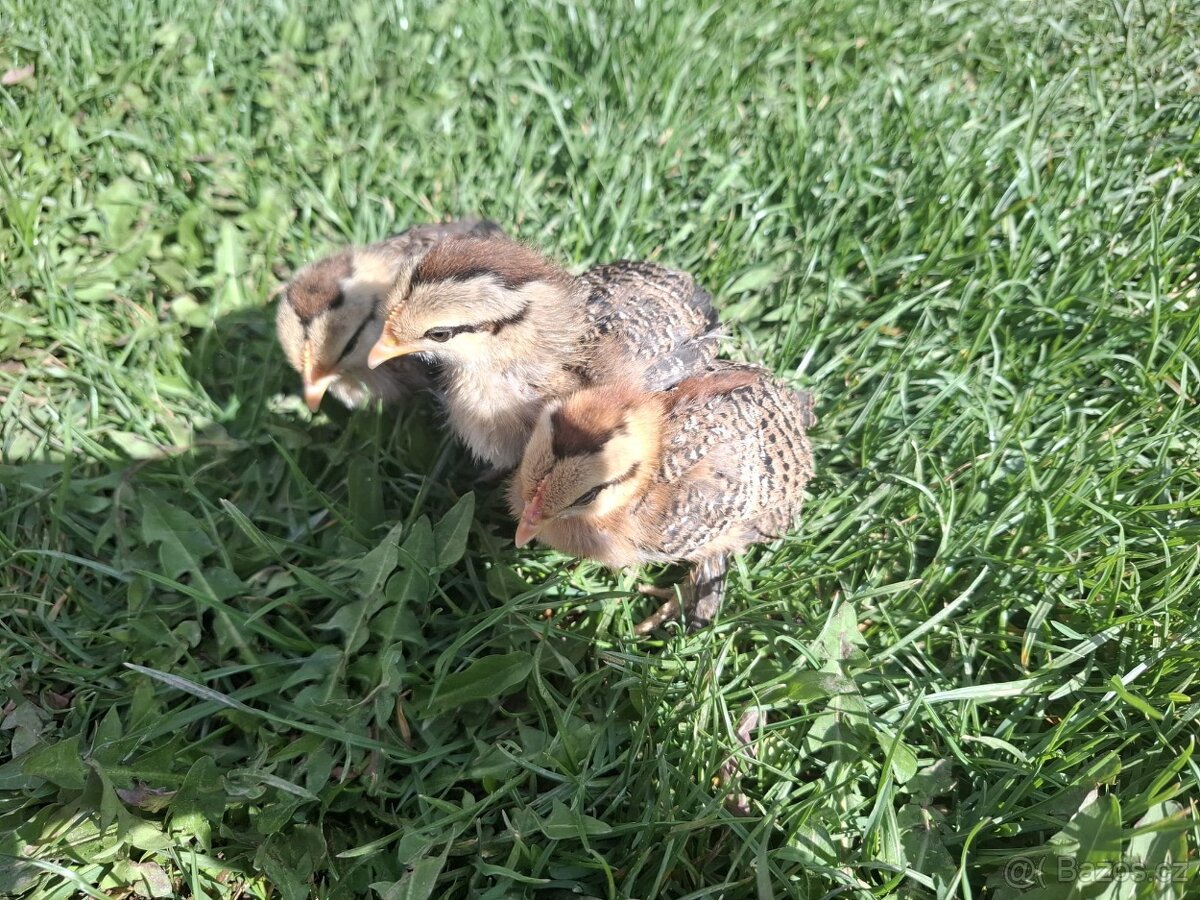 Zakrslá rousná - 4