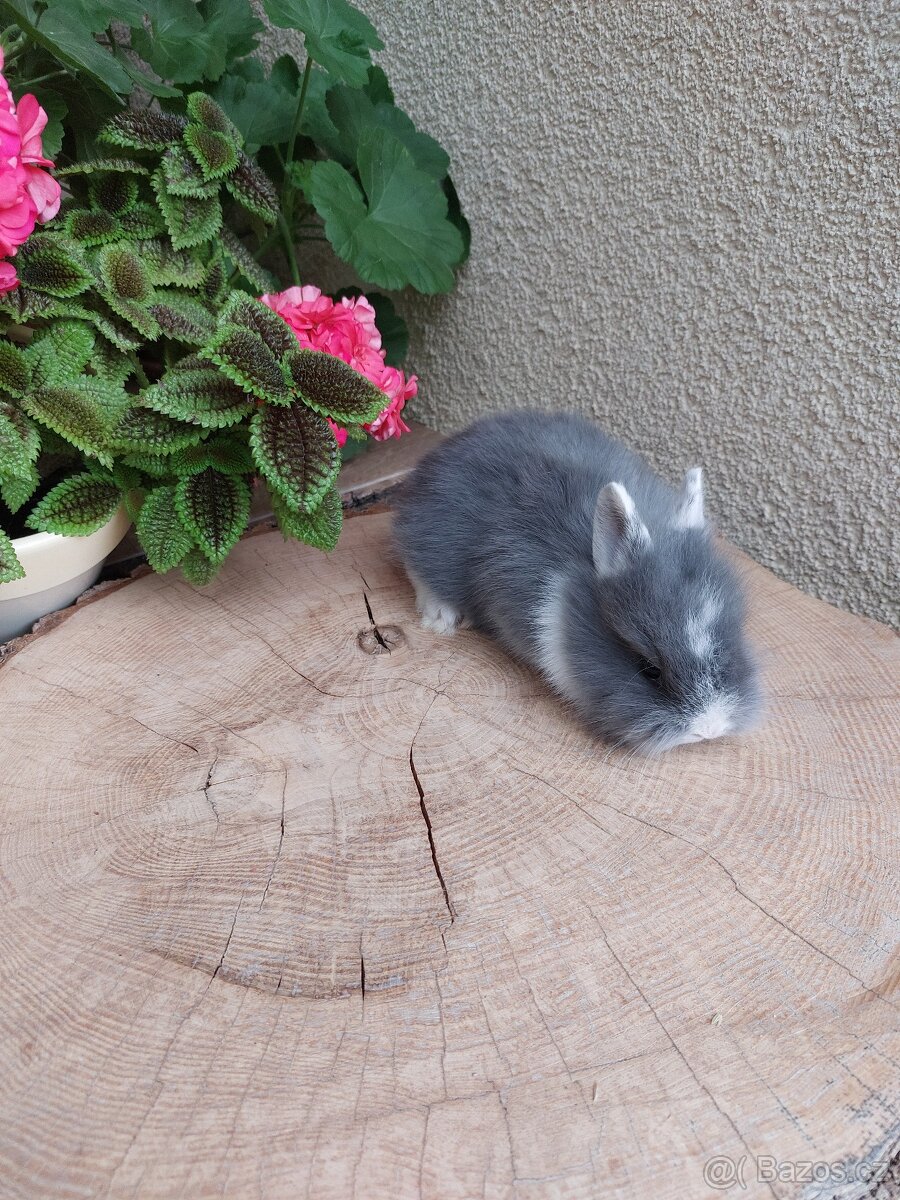 Zakrslý králík - hladkosrstý sameček - 4