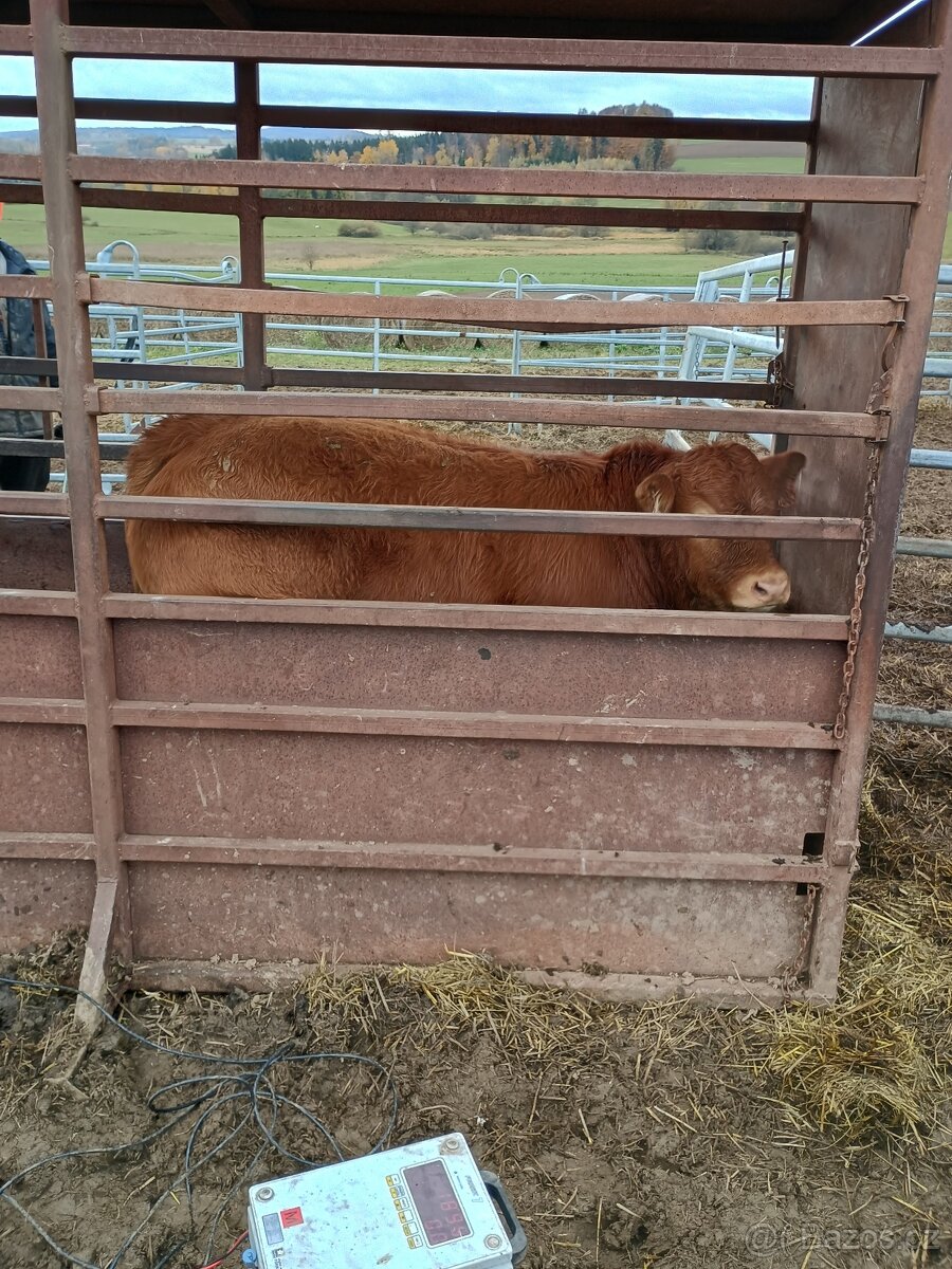 Ošetřovatel skotu - masný dobytek - 4