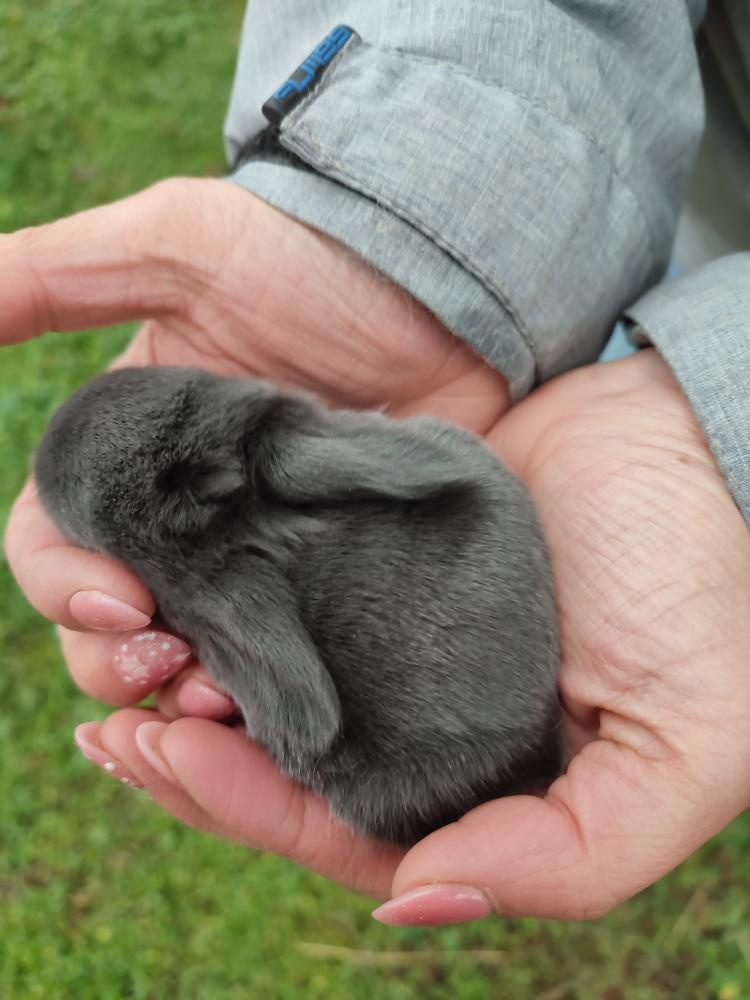 Zakrslý králíček beránek - 4