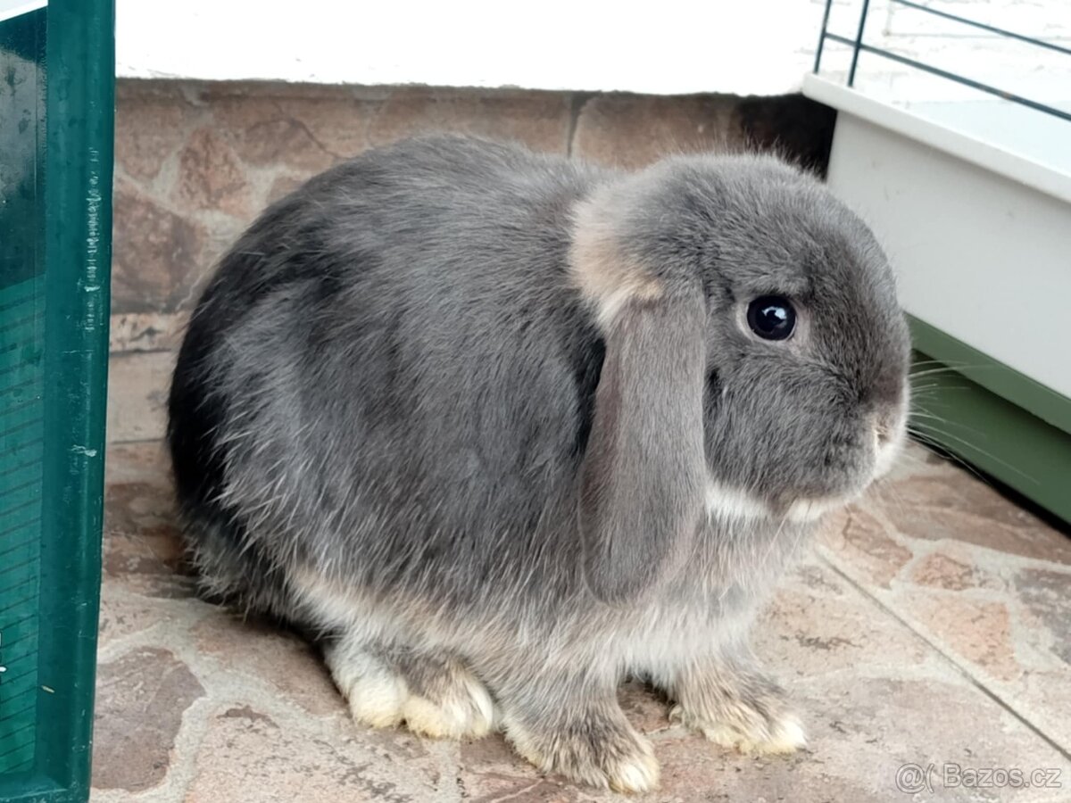 Samička Zakrslý Beránek MiniLop ❤️❤️ - 4