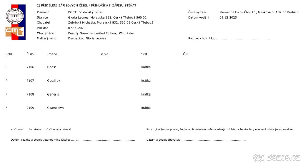 Bostonský teriér - 4