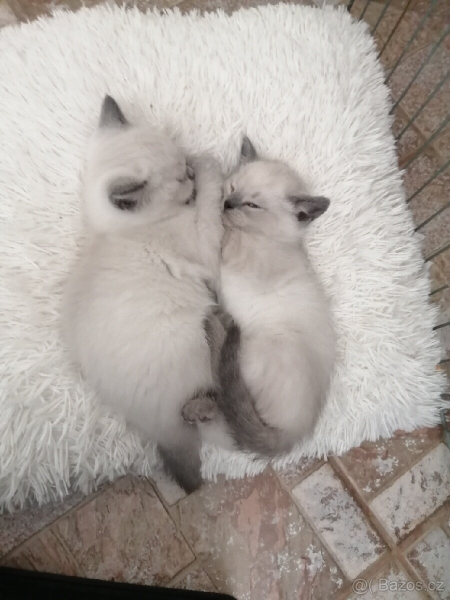 Britský color point blue krytí-Praha západ - 4