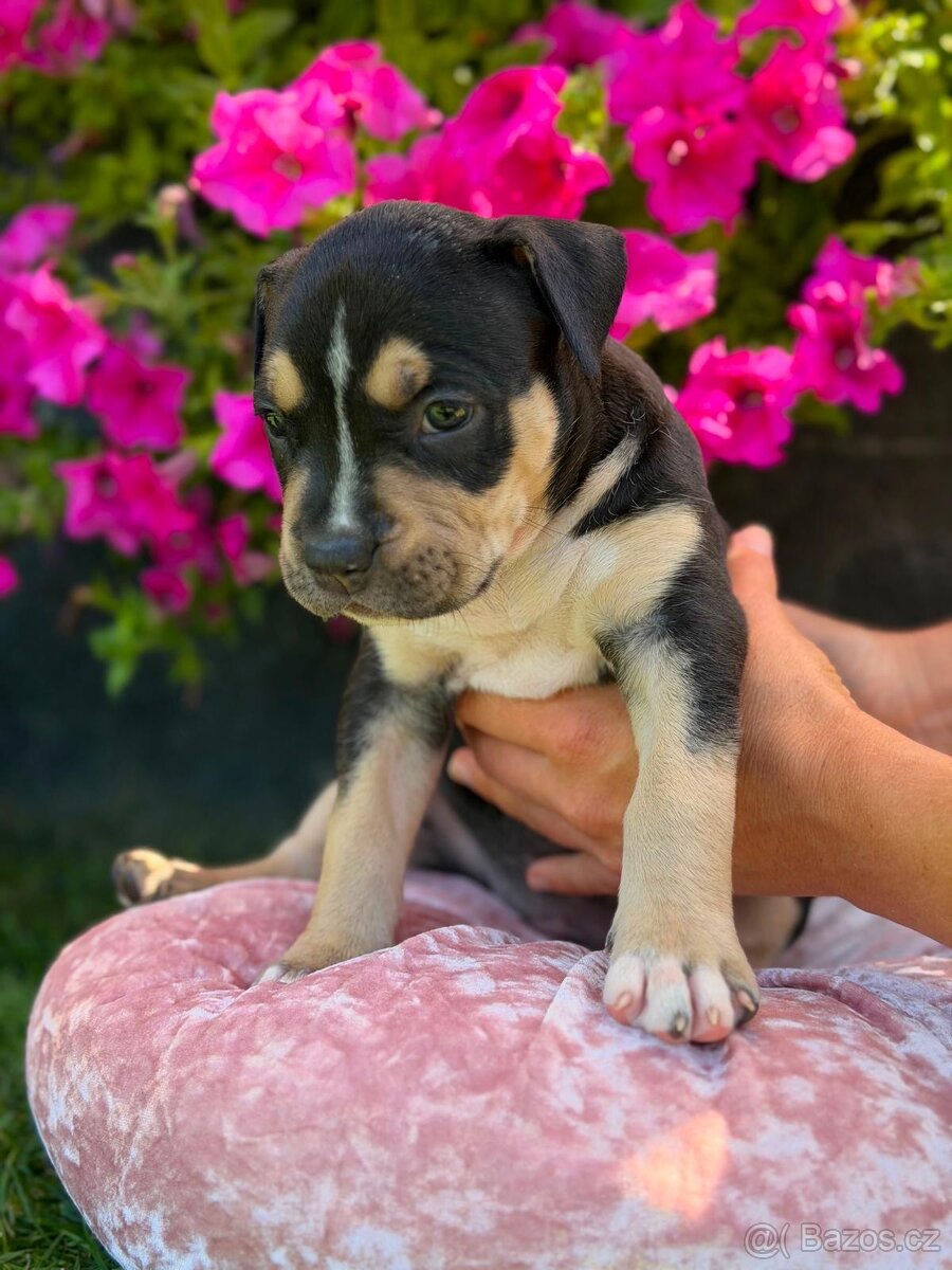 American Bully - 4