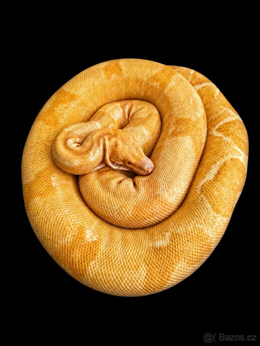 Hroznýš královský - Boa constrictor - 4