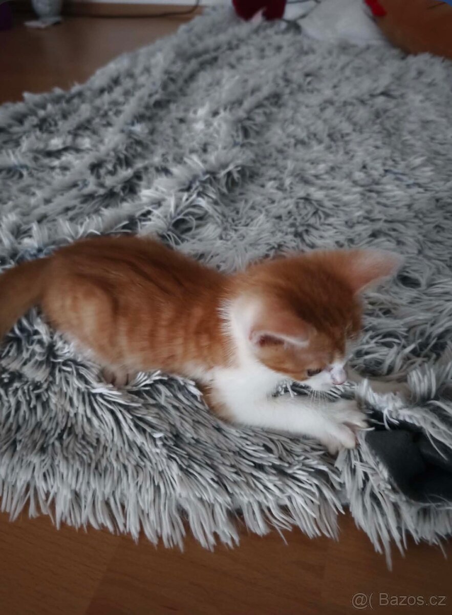 Kotě , koťata , kočka - 4